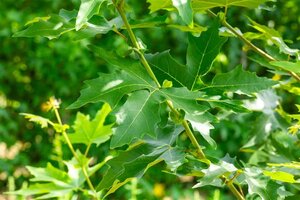 Platanus or. 'Minaret' 18-20 Hoogstam draadkluit 260 cm stam dakvorm 140 Versgeleid - afbeelding 8