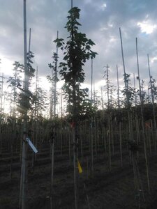 Acer rubrum 'Brandywine' 8-10 Hoogstam wortelgoed - afbeelding 3