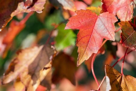 Acer rubrum 'Brandywine' 8-10 Hoogstam wortelgoed - afbeelding 1