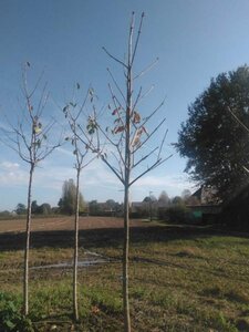 Aesculus flava 'Vestita' 14-16 Hoogstam wortelgoed 2 X verplant