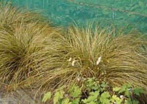 Carex comans 'Bronze Form' geen maat specificatie 0,55L/P9cm