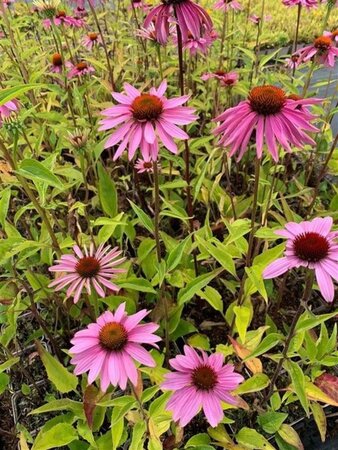 Echinacea p. 'Double-Decker' geen maat specificatie 0,55L/P9cm - afbeelding 1