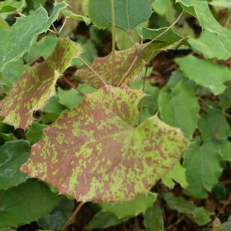 Epimedium 'Amber Queen' geen maat specificatie 0,55L/P9cm - afbeelding 3