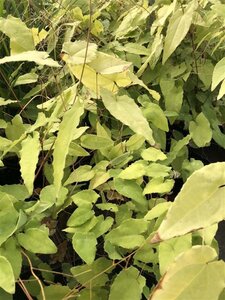 Epimedium 'Amber Queen' geen maat specificatie 0,55L/P9cm - afbeelding 2