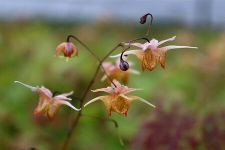 Epimedium 'Amber Queen' geen maat specificatie 0,55L/P9cm - afbeelding 4