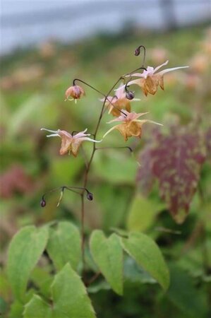 Epimedium 'Amber Queen' geen maat specificatie 0,55L/P9cm - afbeelding 5