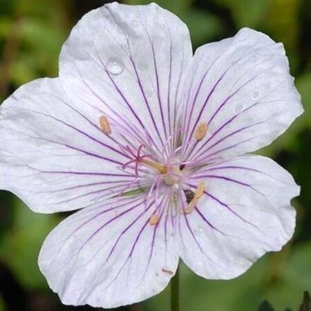 Geranium himalayense 'Derrick Cook' geen maat specificatie 0,55L/P9cm