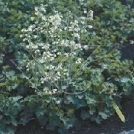 Heuchera 'Schneewittchen' geen maat specificatie 0,55L/P9cm