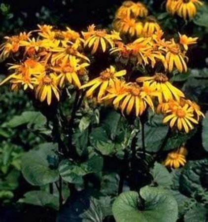 Ligularia d. 'Desdemona' geen maat specificatie 0,55L/P9cm - afbeelding 3