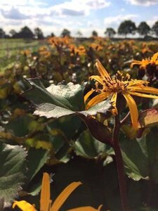 Ligularia d. 'Desdemona' geen maat specificatie 0,55L/P9cm - afbeelding 2