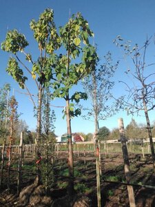 Paulownia tomentosa 35-40 STA WRB 4 X V