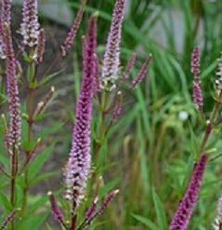 Veronicastrum virg. 'Red Arrows' geen maat specificatie 0,55L/P9cm