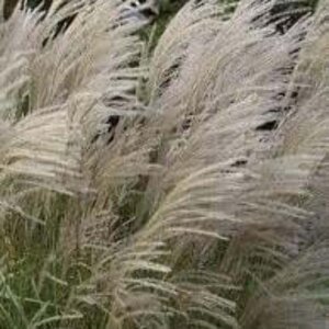 Miscanthus sin. 'Graziella' geen maat specificatie 0,55L/P9cm - afbeelding 2