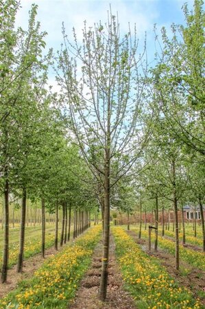 Malus d. 'Dubbele Bellefleur' = 'Bellefleur Double' dubbeleUmetrek wortelgoed - afbeelding 2