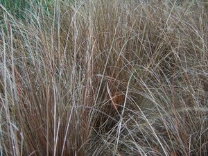 Carex buchananii geen maat specificatie 0,55L/P9cm