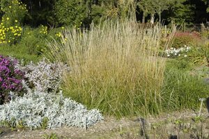 Calamagrostis acut. 'Waldenbuch' geen maat specificatie 0,55L/P9cm
