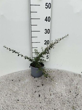 Cotoneaster suec. 'Coral Beauty' 30-40 cm cont. 1,3L