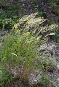 Achnatherum calamagrostis geen maat specificatie 0,55L/P9cm