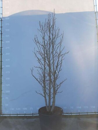 Liquidambar styraciflua 350-400 cm draadkluit meerstammig