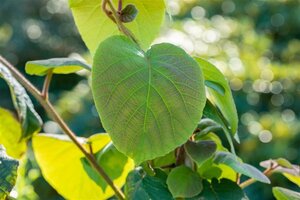 Actinidia deliciosa 'Hayward' ♀ 70 cm vierkant 2L