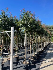 Photinia fraseri 'Red Robin'= 'Roodborstje' 8-10 Hoogstam cont. 30L