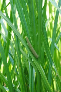 Acorus calamus geen maat specificatie cont. 2,0L