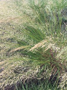 Achnatherum calamagrostis 'Algäu' geen maat specificatie 0,55L/P9cm