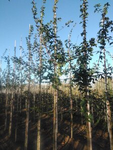 Acer campestre 10-12 Hoogstam wortelgoed