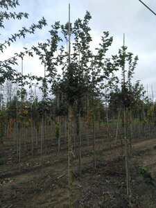 Acer campestre 12-14 Hoogstam wortelgoed 2 X verplant