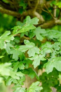 Acer campestre 'Nanum' 10-12 Hoogstam wortelgoed
