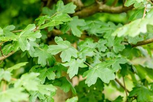 Acer campestre 'Nanum' 8-10 Hoogstam wortelgoed