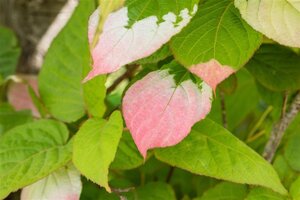 Actinidia kolomikta 125-150 cm cont. 5,0L
