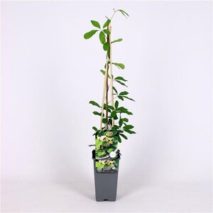 Akebia quinata 'Cream Form' 70 cm vierkant 2L