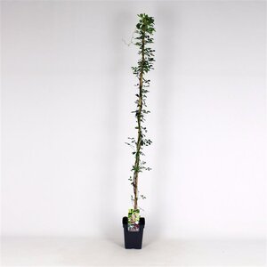 Akebia quinata 150-175 cm cont. 5,0L