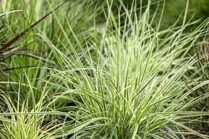 Arrhenatherum bulbosum 'Variegatum' geen maat specificatie 0,55L/P9cm