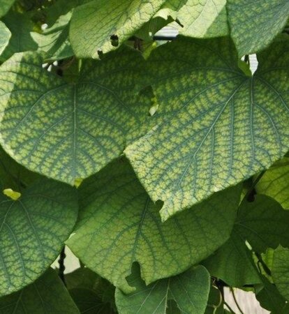 Aristolochia macrophylla geen maat specificatie container - image 3