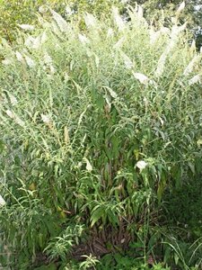 Buddleja d. 'White Profusion' 80-100 cm cont. 10L