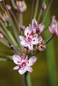 Butomus umbellatus geen maat specificatie cont. 2,0L
