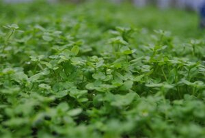 Callitriche palustris geen maat specificatie cont. 2,0L