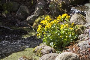 Caltha palustris geen maat specificatie cont. 2,0L