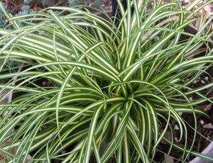 Carex oshim. 'Ice Cream' geen maat specificatie 0,55L/P9cm