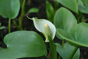 Calla palustris geen maat specificatie cont. 2,0L