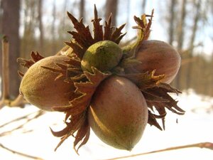 Corylus avellana 125-150 cm met kluit struik