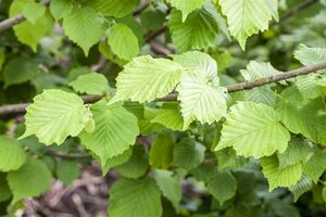 Corylus avellana 60-100 cm cont. 2,0L