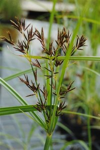 Cyperus longus geen maat specificatie cont. 2,0L