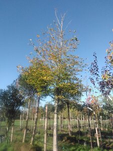 Fagus sylvatica 45-50 STA WRB 4 X V