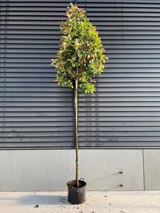 Photinia fraseri 'Red Robin'= 'Roodborstje' 10-12 Hoogstam cont. 45L