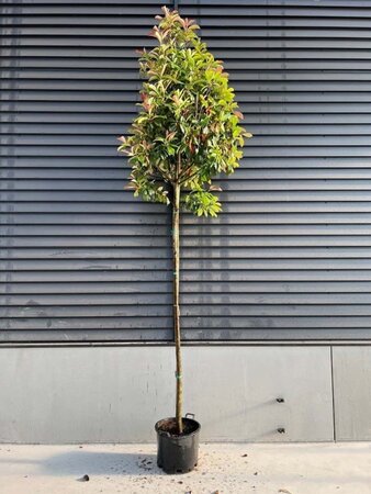 Photinia fraseri 'Red Robin'= 'Roodborstje' 12-14 STA container