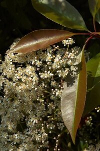 Photinia fraseri 'Red Robin'= 'Roodborstje' 16-18 Hoogstam cont. 130L