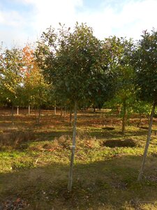 Photinia fraseri 'Red Robin'= 'Roodborstje' 18-20 Hoogstam draadkluit 3 X verplant